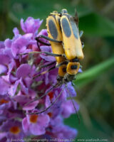 Goldenrod Soldier Beetles(Chauliognathus pennsylvanicus) continue walking around and feeding on the butterfly bush even when otherwise occupied.