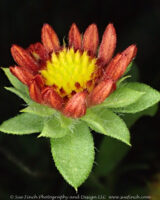 This red blanket flower was opening in the front garden today.