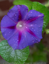 We are finally getting some much needed rain. This Morning Glory was still looking pretty good this afternoon with the cooler temperatures.