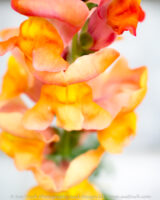 A little bit of a different look for me, but the hIgh-key lighting treatment seemed to work for these snapdragon flowers.