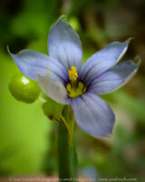 These little flowers sit atop a plant that looks like grass. It is actually in the Iris family.