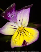 It was a beautiful day for most of the day, but of course I waited too long and I was out in the rain getting flowers. The raindrops always do add a nice texture though.