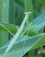 While I was taking pictures of my dayliles, I ran across two of these. The first one I saw had a small white moth in its grips. He ran off quickly as I pointed my camera in his face. This one turned away but hesitated enough for me to get a shot. I love how the eyes seem to look backwards at me. The Daylily pictures will have to wait for another day.