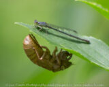 This little damselfly seemed to have no idea what lurked below. Luckily for it, it was a harmless cicada shell.