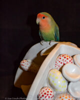 For my first 365 project I took a picture of Jessica's bird with a backdrop of some of her art. She has a new bird now, and some new art. I think I like this one better.