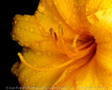 The daylilies have started to bloom.
