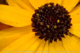 First Black-eye susan of the summer. Of course it was growing in the driveway...Why do they always have to be the first to bloom?