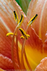 Lots of plant are starting to bloom in the yard. Good thing since I've been stuck at home these past few days. Looking forward to a good hike tomorrow.