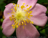 A wild rose blooms along the new portion of the Buckeye trail at Boch Hollow SNP. We got a special preview with a through hike of the preserves 4.2 miles of the Buckeye trail. While an exact date has not been set, the Buckeye trail through the park is expected to open to the general public in late summer or early fall. Meanwhile you can visit and hike the 3 mile loop trails that run through the park.