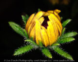 Out after dark with the flashlight, after a day at the Gallery. I had a few different varieties of Rudbeckia including a very dark red called Brandywine. I am wondering if maybe this one is the result of a cross as the petals seem to have some reddish tint. I will have to kep an eye on it see what color it is when it is in full bloom.