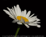 I had heard that Shasta Daisy's were invasive, but then I had also heard them called Ox-Eye Daisy, so I decided to research it a bit when I saw these blooming today. Both the Shasta and Ox-eye Daisy are not native to the U.S.A., but only the Ox-Eye Daisy is considered to be an invasive species. For once, it appears that I actually have the "good kind."