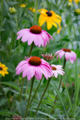 Lots of flowers are blooming now at the Butterfly Garden at Howell Park in Bremen. It was a bit windy and the rain had just stopped when I got there so the butterflies were still in hiding. I will have to make a trip back when it is drier to get butterfly pictures.