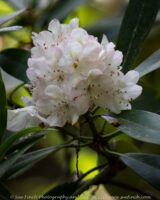 The native Rhododendron is blooming at Rhododendron cove.