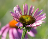 Down at the Bremen butterfly garden it was very hot. There were no butterflies in sight today, but there were a few bees.