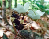 Out at Airplane rock today, this bumblee bee made his way to this flower just as I was getting ready to take a picture of it. I had time for one shot.