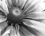 These are blooming in the wildflower garden. It's nice to have some variety in the Black-eyed Susans for a change.