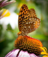 On Purple Cone Flower at Howell Park, Bremen, OH.