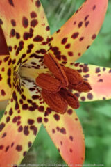 The Canada Lilies are in bloom along the entry trail at Rhododendron cove