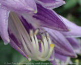 Hostas are also called Plantain Lilies. Up close the individual flowers definitely look like lilies.