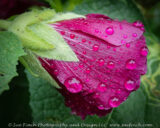 Glad to be getting the rain,but the timing could be better.