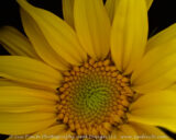 I got these planted a little later than I should have. I planted a row along the back of my garden so the cucumbers and beans could grow up them. They aren't quite big enough though.