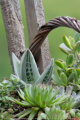 Today I visited the gardens of my friend Rhonda. She has some beautiful flower gardens (she calls them weed patches but they are far from it.) She also collects succulents. This is one of her basket arrangements.