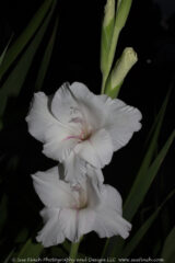 These come up every year in a garden down by the road. They are really too tall to be there and for the past several years I have pulled them out. This year it seems like there are more than ever. I am guessing the little side bulblets are coming off and starting new plants. I guess I will need to dig them. Hopefully I can find a spot for them at the back of a garden somewhere.