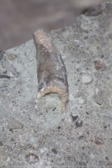 There is an area at Ceasar Creek State park where you can hunt for fossils. You are only allowed to take those that fit in the palm of your hand, and you aren't allowed to break them. So this one got to stay there.