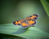 We found this guy on the Clear Creek Butterfly Survey today. We found a total of 10 species along the transect.