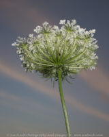 After a long day of driving I found this Queen Anne's Lace growing near our hotel.