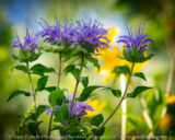 We took a short hike at Cherokee Marsh near DeForest WI. this morning. These are just a few of the many plants in flower in the prairie.