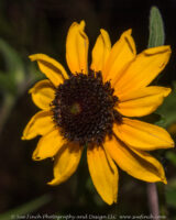 The flowers growing up on the hill seem to be a bit smaller than the ones closer to the house.