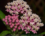 My Swamp Milkweed is finally blooming. Hopefully the Monarchs will find it. I haven't seen any yet this year.