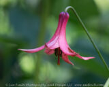 We had a nice warm hike out at Clearcreek Metro Park. This beauty was blooming along the Creekside Meadows trail.