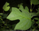 This tree is growing in the middle of my strawberry patch in my raised garden. I need to get the area cleared for more garden space. If anyone is interested in a 4ft tall tree (or a bunch of strawberry plants) let me know. I know I said I was going to do this last year...but it really needs to go.