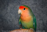 Portrait shoot with Jessica's bird tonight. While he still wasn't sure about having a camera in his face, he sat much better for the pictures this time.