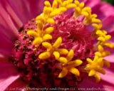 Zinnias are one of those flowers that are very interesting up close. It is a composite flower with florets which are technically each a full flower.