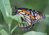 This is only the second Monarch that I have seen this year. She was going between the Milkweed plants along the road at Lake Logan and laying eggs.