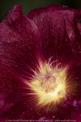 Flowers have landing strips to help guide pollinators down to the pollen and nectar. On some flowers those stripes are less noticeable to humans, but are still very visible to the insects. On this flower the landing stripes are very noticable even to our eyes.