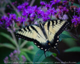We had a nice hike at Christmas rock State Nature Preserve today. On the way out there were several butterflies flying around. This one decided to pose for us.