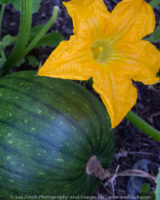 Behind OU-L there is a little flower garden near the end of the Bike path. There is also a picnic area. We found this growing in the garden. Maybe from a spitting contest? It seems happy.