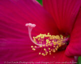 Hibiscus plants seem to blooming everywhere. I don't remember seeing so many of them in previous years.