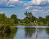 After a busy day in Columbus, I stopped by Pickerington ponds. There are (at least) 3 types of birds in this picture. The black bird on the tip of the branch is a Cormorant, a great egret sits on the middle branch and along the shore in the back there is a Great Blue Heron. I was wishing I had brought my bigger lens.