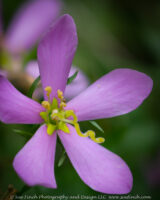 There was a large patch of these growing along the Grandma Gatewood section of the Buckeye trail. There were white ones as well. The online description calls them a fragrant flower...next time I will have to remember to stop and smell the rosepink.