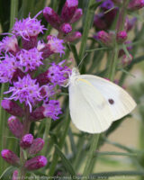 Our native Liatris is planted with milkweeds in the borders near the parking lots at our newest Columbus Metro Park, Scioto Grove. We saw clouded sulphers, cabbage whites and one lone monarch visiting the flowers. Along the trails we were also visited by a Hackberry Emperor that kept landing on us and a Coma butterfly.