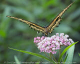 This guy wouldn't sit still, and kept facing me. It also didn't like to spread its wings. After a while It did, and You could see that it had been through quite a bit. I believe this is the first time I have seen this type of butterfly...definitely the first I have seen this year. Blacklick Woods Metro Park near the visitor center.
