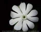 I have had this plant growing at the edge of my vegetable garden for a while. I could see where it had bloomed, but never saw the flower. I went out tonight to close up the chickens and finally saw it blooming. There were several moths flying around it. It blooms in the evening, which is why I had not noticed the flowers. Unfortunately it is not native and considered to be a pest/weed/herbicide resistant/do not let it go to seed type of plant. I guess I will be pulling it tomorrow.