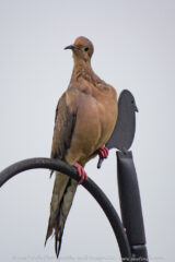 This Mourning Dove gave me an unapproving look as I walked around Scioto Audubon Metro Park in light rain.