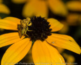 I went out with the idea that the Black-eyed Susans were looking pretty good and I found these guys. I saw the larger Ambush Bug first and as I focused in on it I saw the spider. Pollinators might want to avoid that flower.