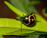 All sorts of things are eating my Milkweed, unfortunately Monarch caterpillars aren't one of them.